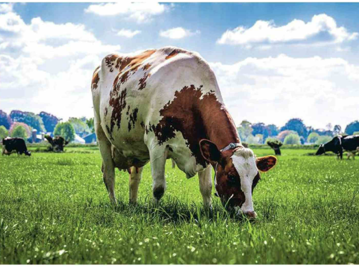 Kweekvlees: “Van de 1,5 miljard koeien, die ons vandaag van rood vlees voorzien, zouden er nog 50.000 nodig zijn.”